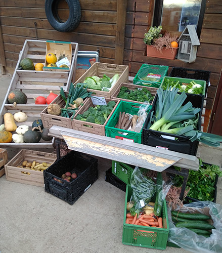 biohofschaf_hofladen_thueringen_biogemuese