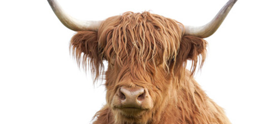 mein_biokorb_thüringer_rindfleisch_schottisches_hochlandrind